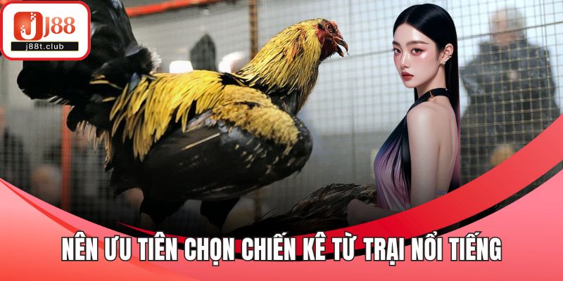 Nên ưu tiên chọn chiến kê từ trại nổi tiếng