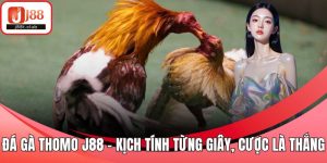 Đá gà Thomo